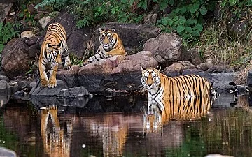 wildlife-sanctuaries-and-national-parks in-uttar-pradesh